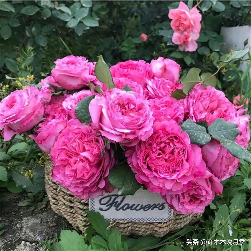 切花大全100种,鲜花大全50种花的花语