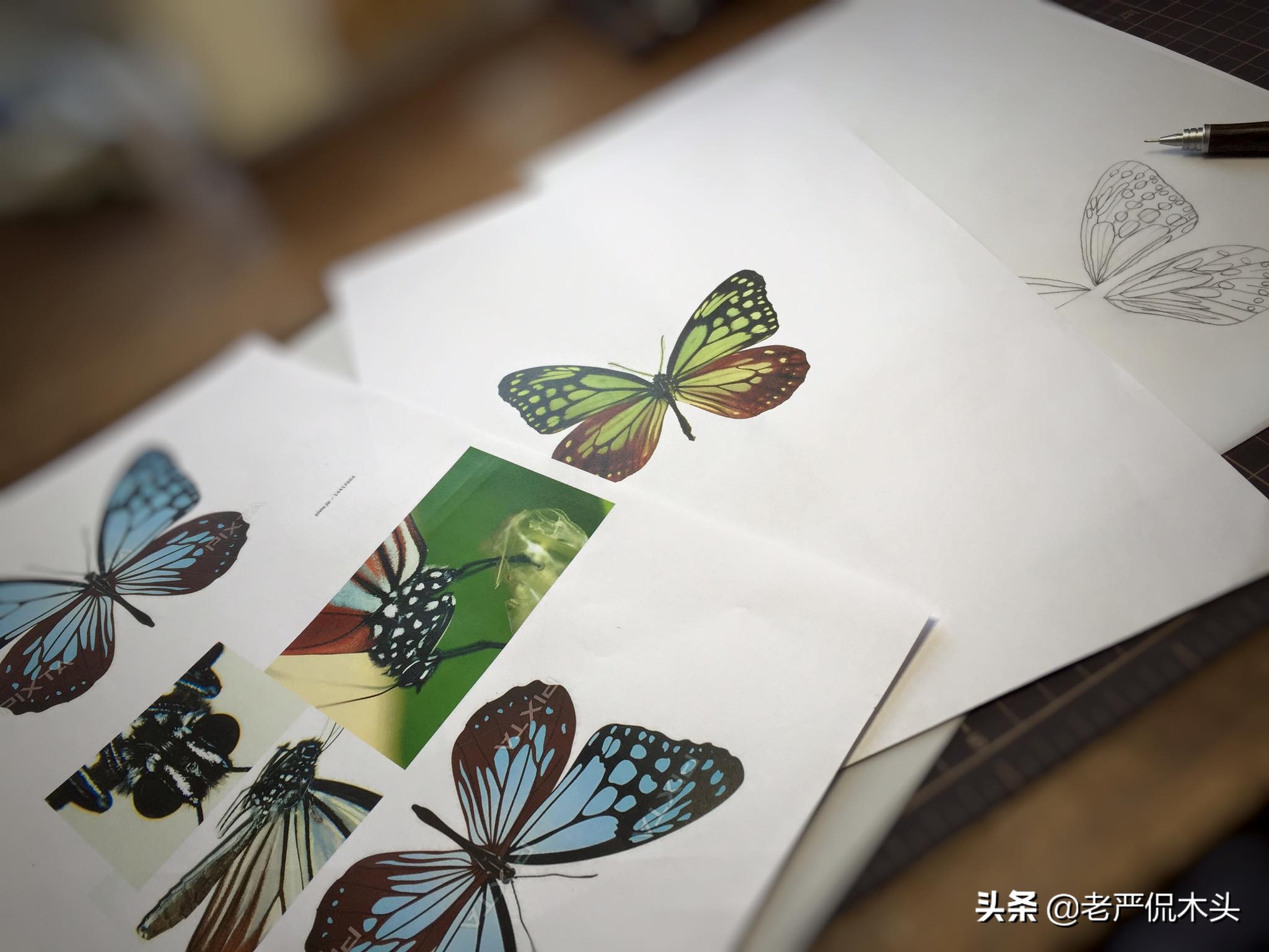 昆虫标本树脂竹节虫,昆虫标本制作竹节虫