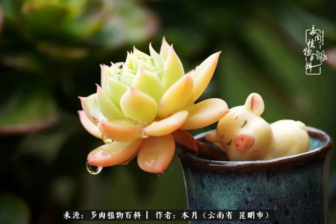 浅冬多肉，终有美好在等候