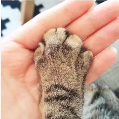 养猫必须做的5件事,老手养猫才知道的六件事