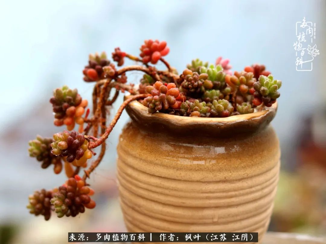 春有约，花不误，多肉与春天有个约会