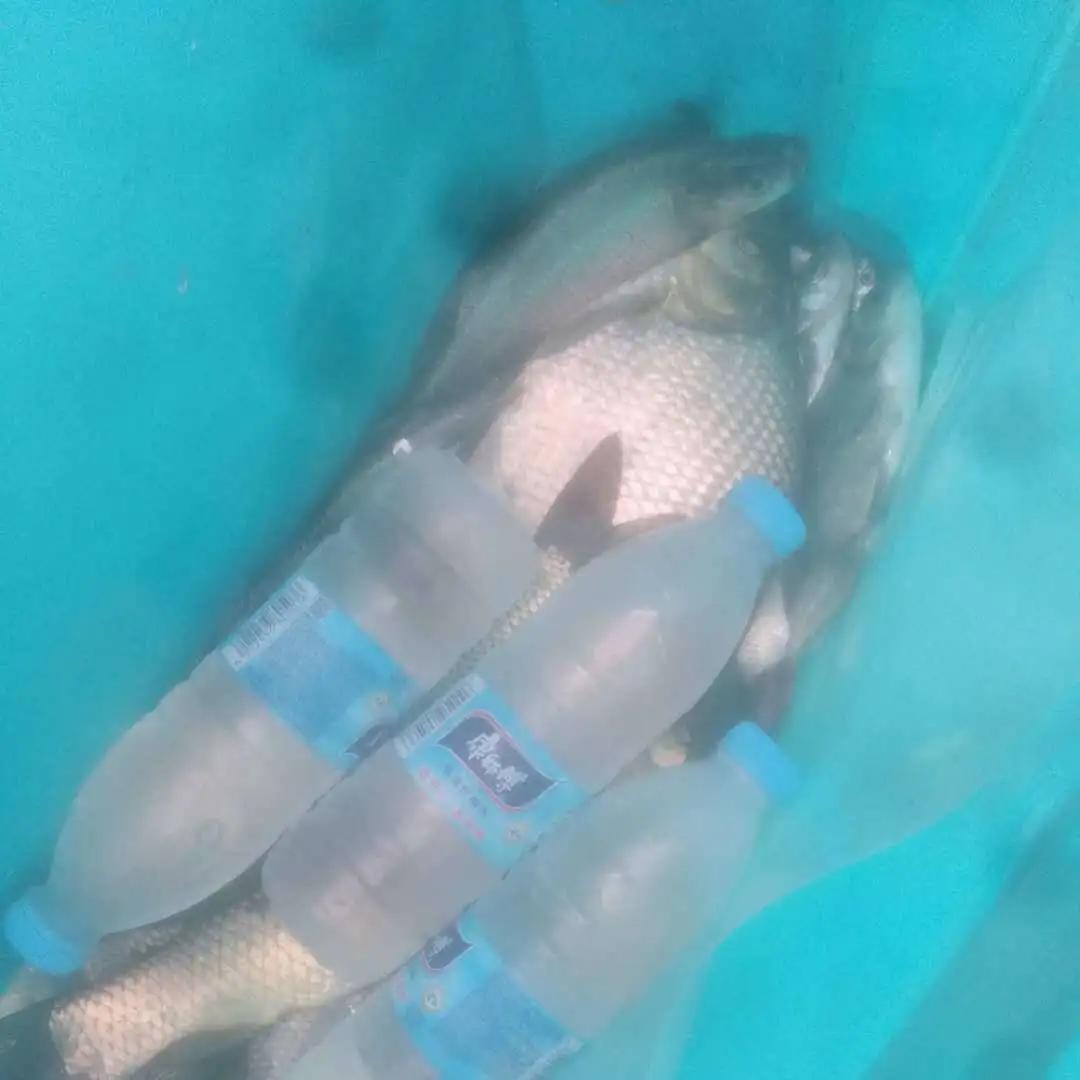 鲁班接待称“每天都可起10多斤的大草鱼”？