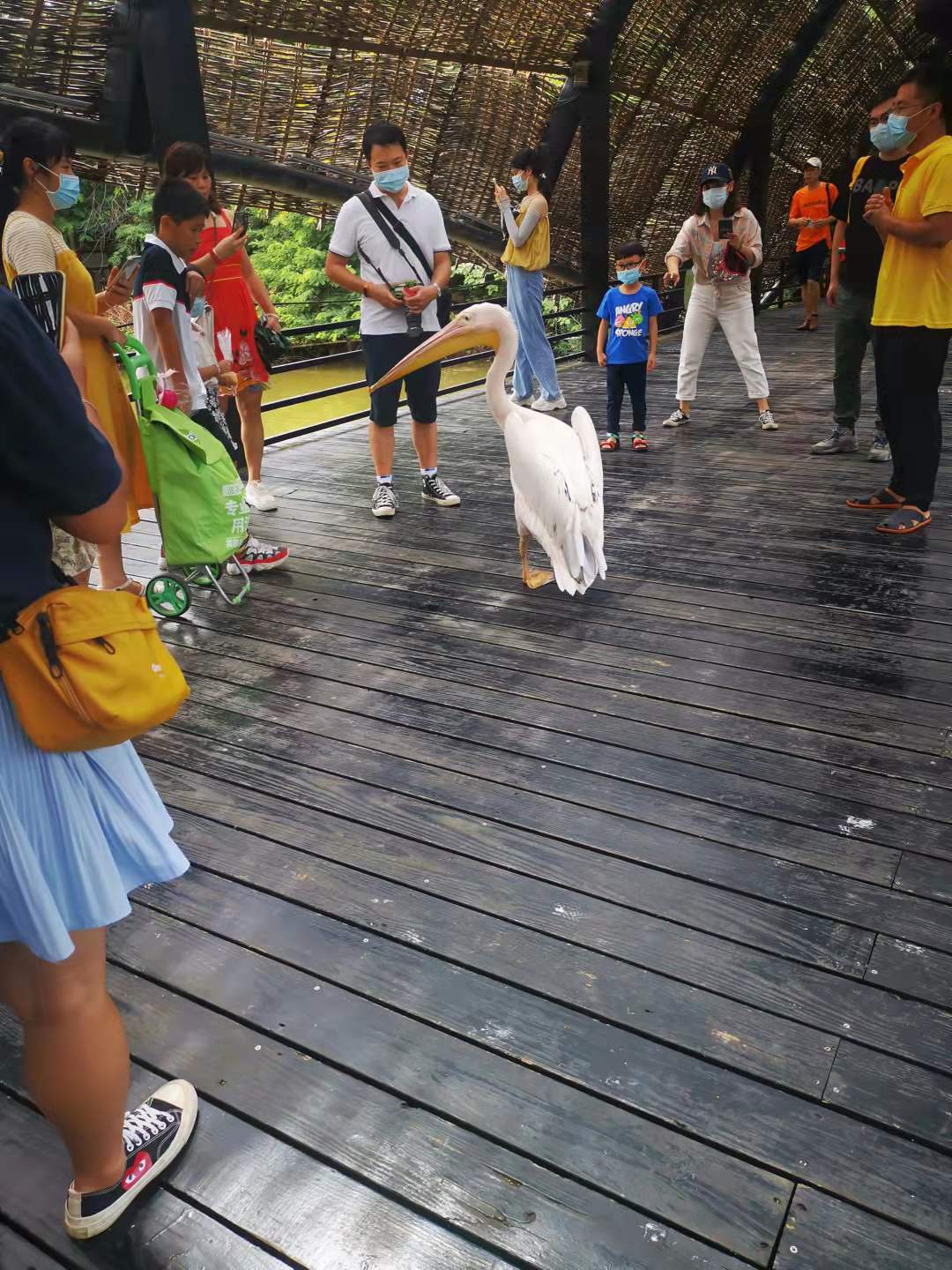 南沙水鸟世界旅游攻略,南沙水鸟乐园游玩攻略