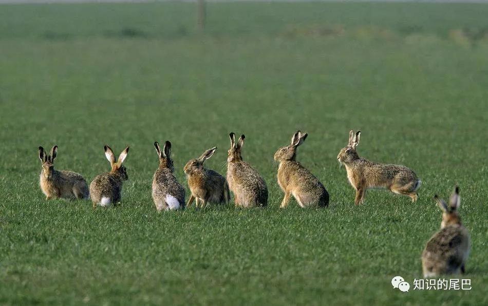 兔子对澳大利亚的生态影响,澳大利亚兔子破坏生态平衡
