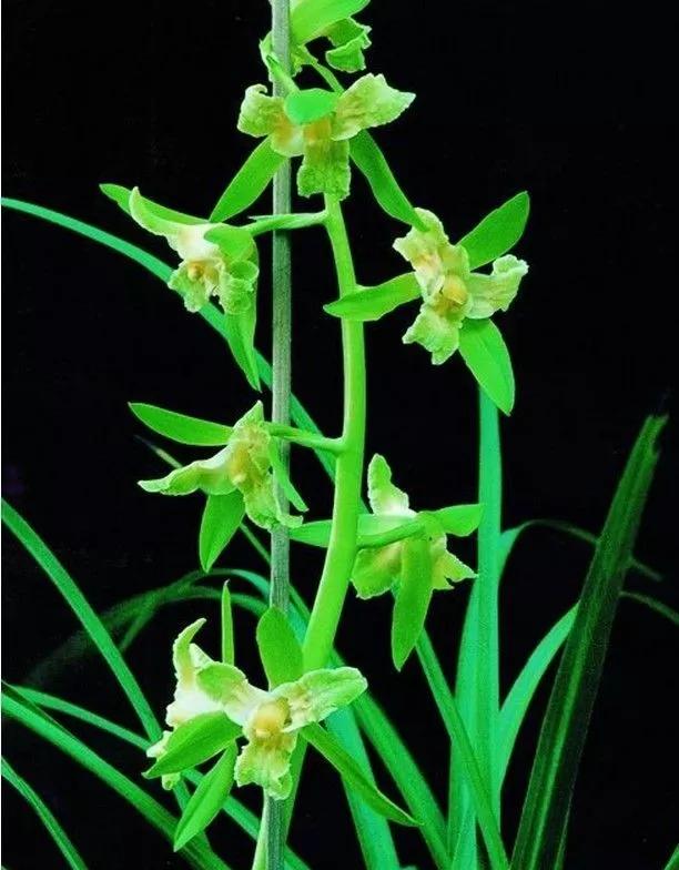 蕙兰绿素三星,蕙兰红素三星