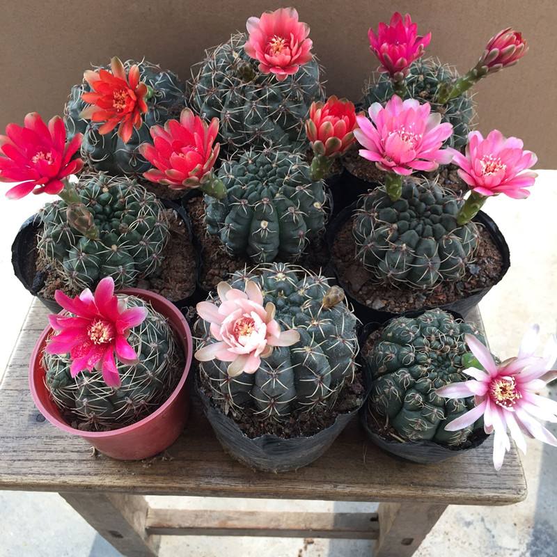 101仙人球,101个仙人球品种