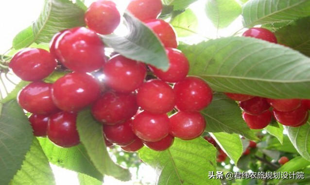 德安老山湾生态庄园一日游,江西山谷春果桑园生态旅游山庄