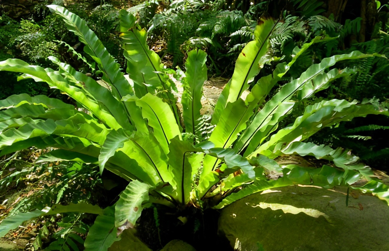 刚买回来的植物叶子变黄了怎么办,蕨类植物叶子边缘黄了咋回事