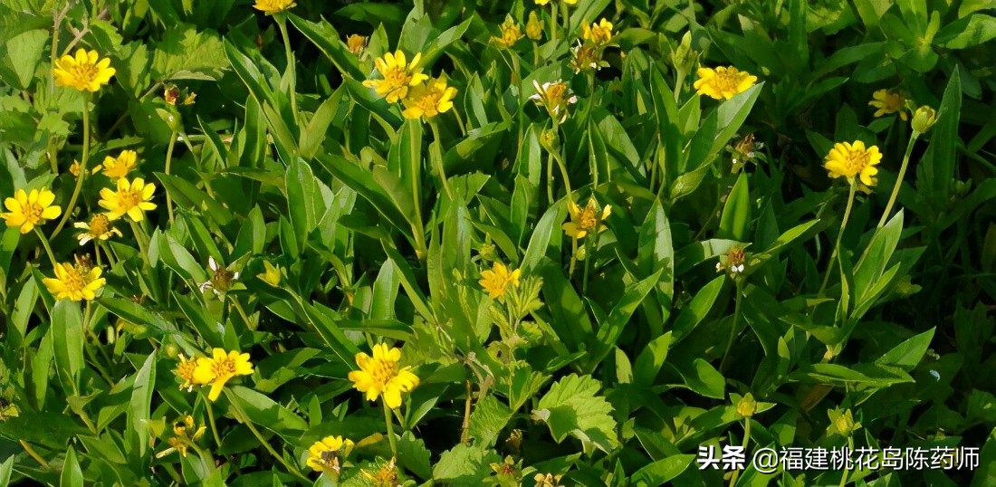 与药物相关的名词你知道多少？