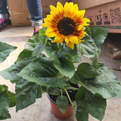 教师节给老师送什么花好,教师节应该给老师送什么花最合适