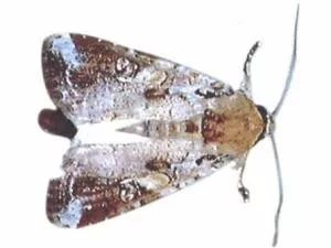 稻谷生飞蛾有哪些土方法防治,粮仓谷子有飞蛾怎么处理