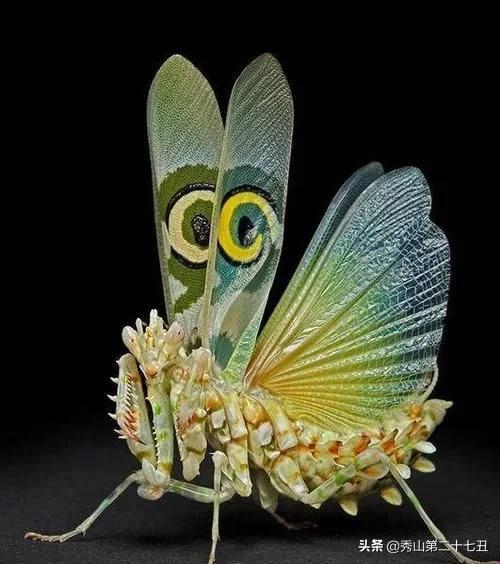 最强节肢动物排行榜,攻击力最强的十种节肢动物