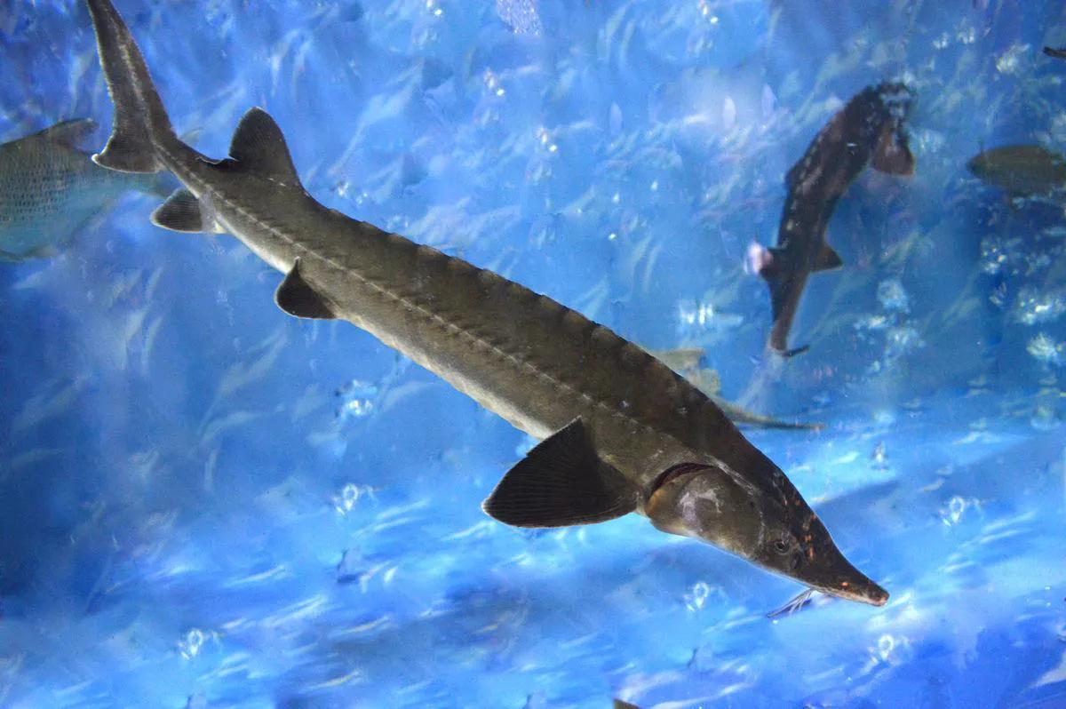 青鱼草鱼鲢鱼鳙鱼被称为四大家鱼,草鱼青鱼鲫鱼三种鱼外表怎么区分