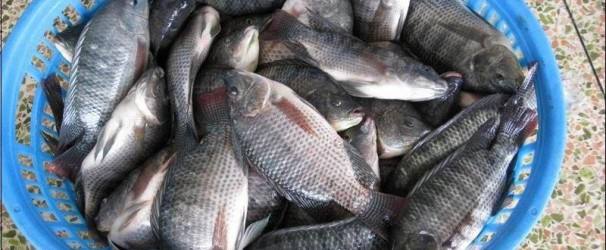 罗非鱼菌病怎么预防,养罗非鱼怎样预防链球菌