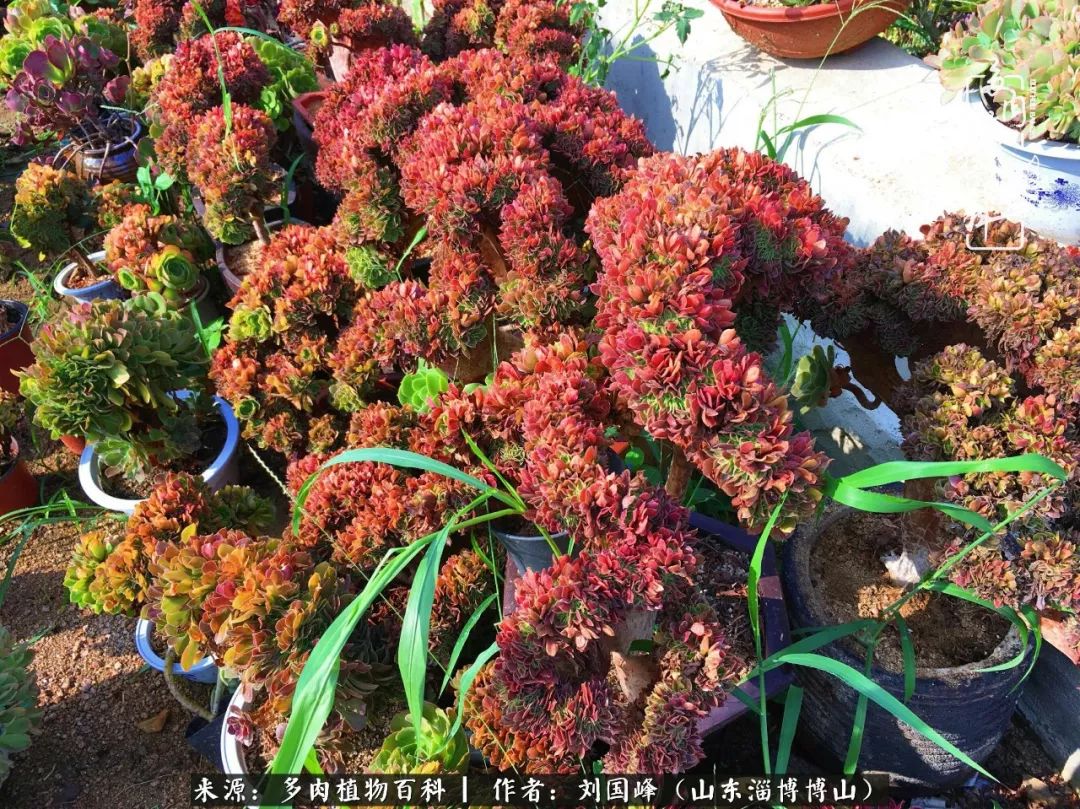 多肉安全度夏技巧,多肉如何度夏教学