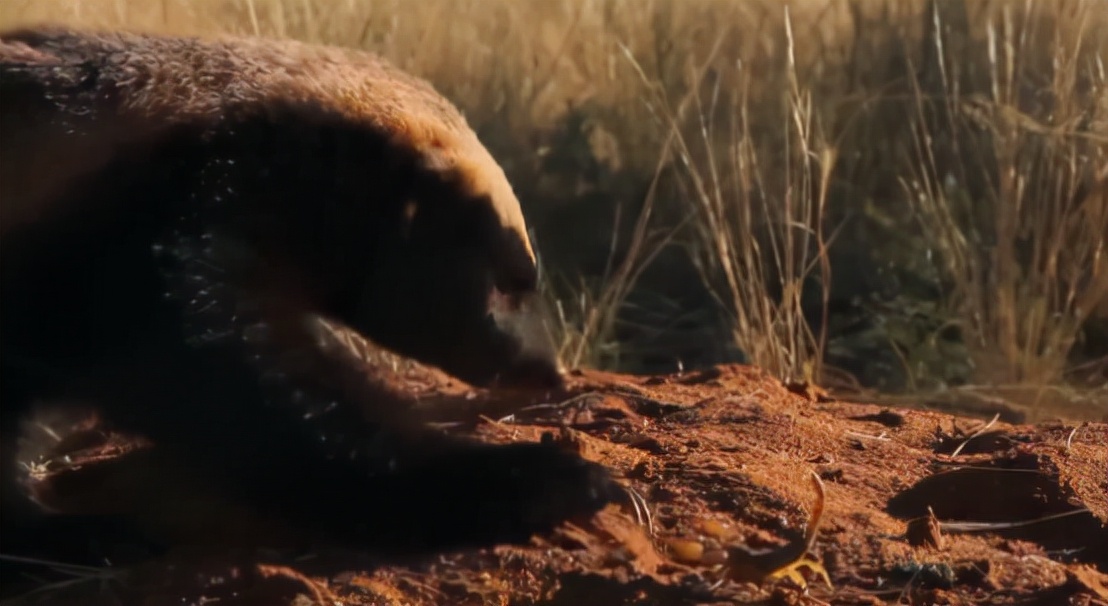 蜜獾两小时后继续享用毒蛇,蜜獾凶猛攻击人类