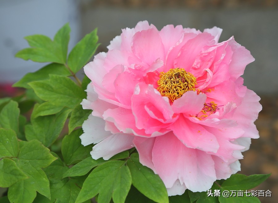 每个城市都有自己独特的市花,每个城市的市花是什么花和由来