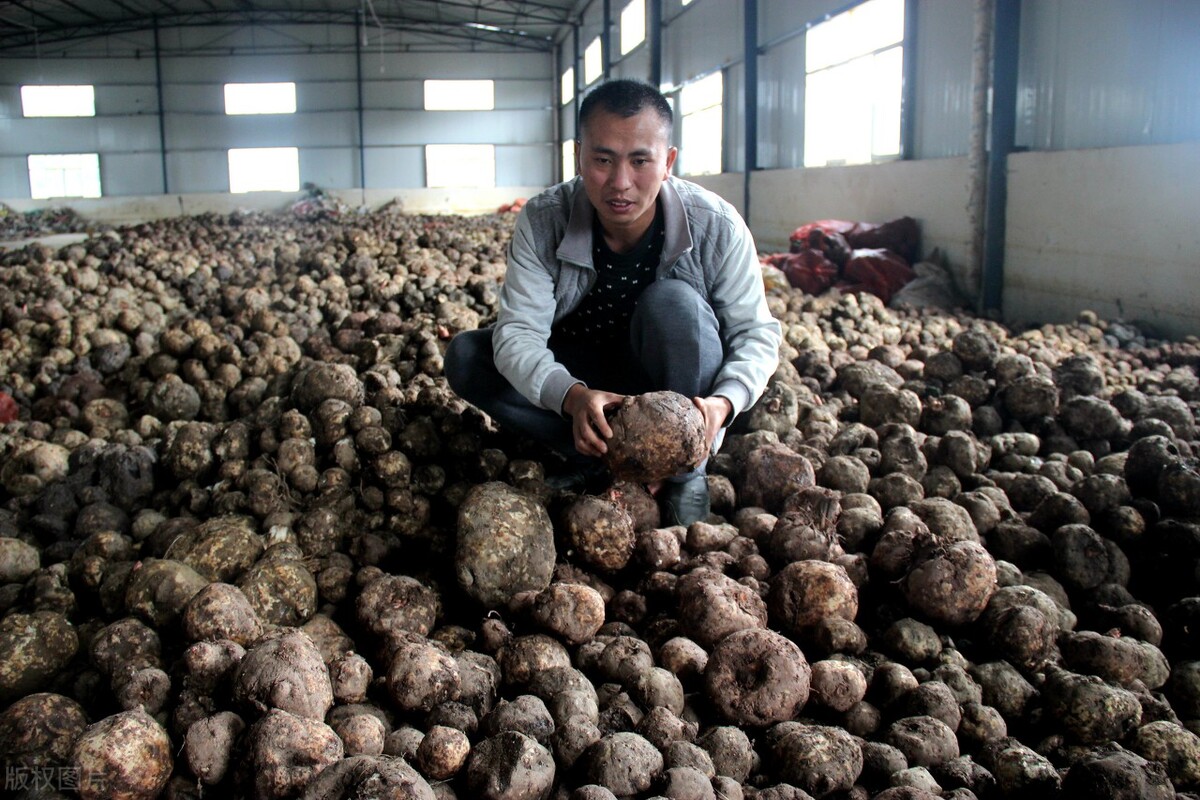 魔芋种植技术一年收入多少钱,魔芋种植技术