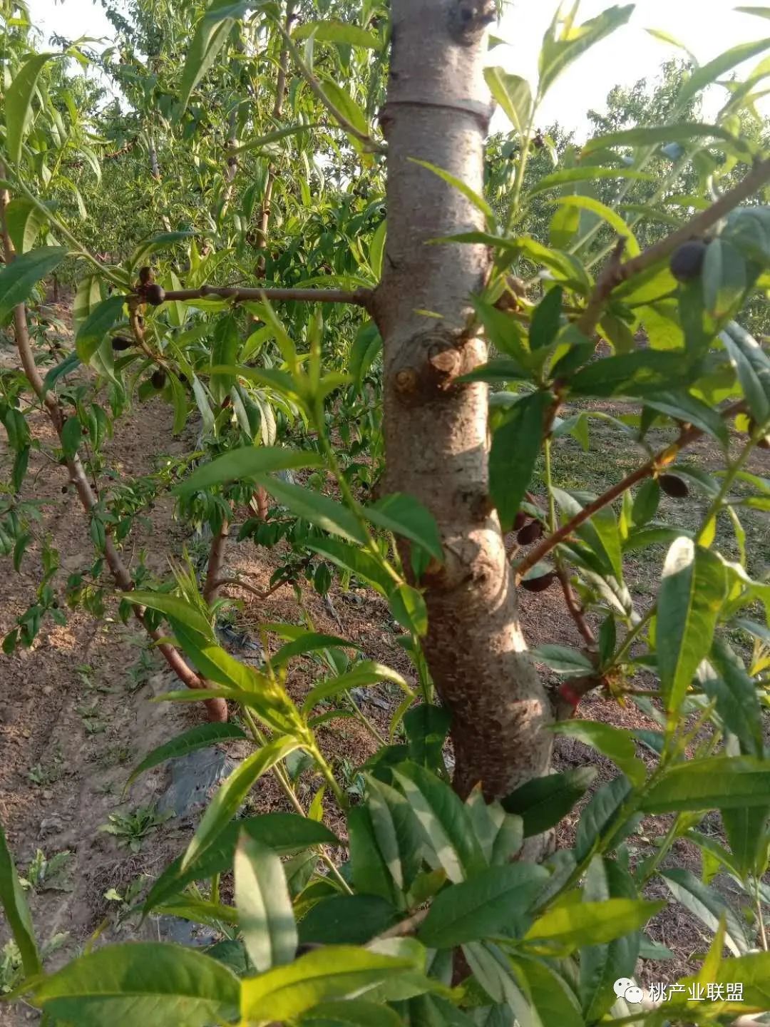 桃树弱树怎么冬剪,桃树主干旁边的枝条过旺怎么修剪