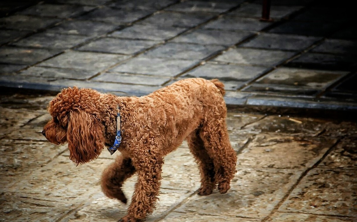 土狗成为流浪狗能活吗,哪些狗容易变成流浪狗