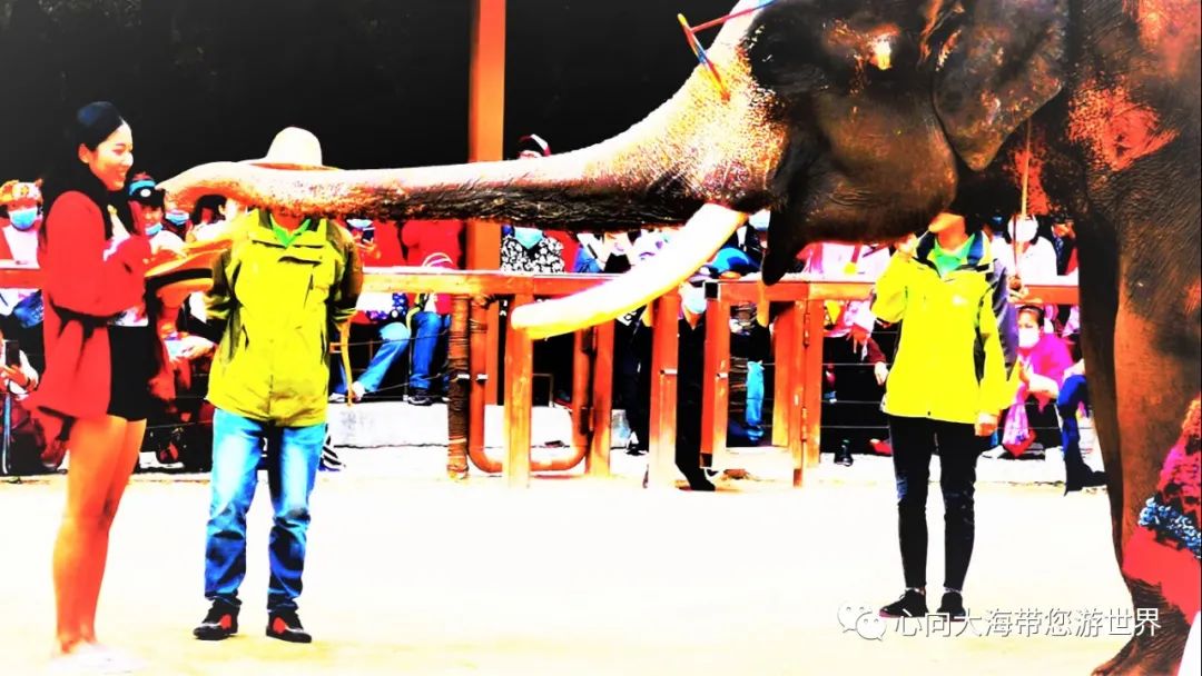 彩云之南版纳行,版纳之旅看大象