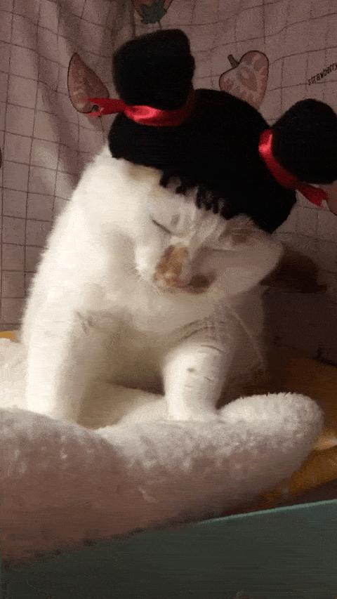 可可爱爱的猫狗,可可爱爱的流浪猫咪