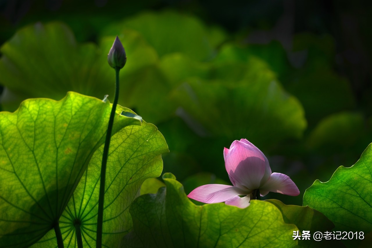 初中语文古诗词背诵的软件,初中语文古诗词背诵技巧和方法