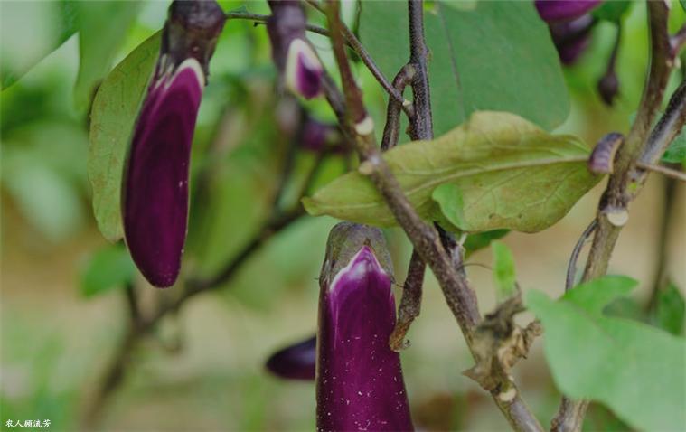 夏季茄子长期储藏的方法,茄子果实腐烂怎么处理