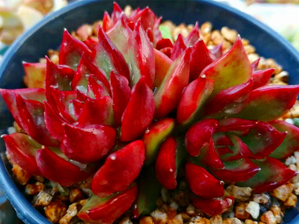 多肉病害不断，除了通风不好之外，最大的原因是潮湿，要这样解决