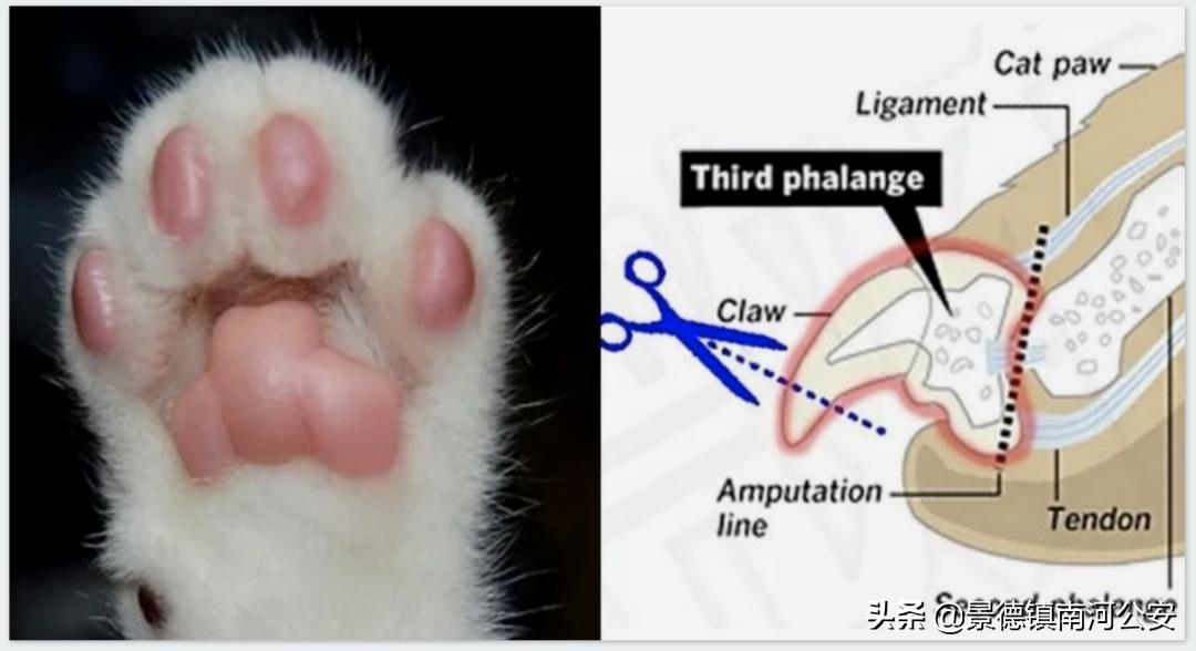 “割声带、截肢、电击,当爱变成我的噩梦”