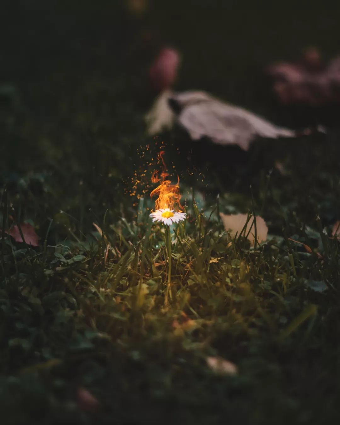 推荐微信公众号编辑器,微信公众号编辑器使用说明