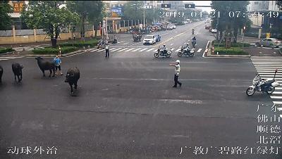 广州800斤水牛马路狂奔伤人,20多头水牛暴走视频