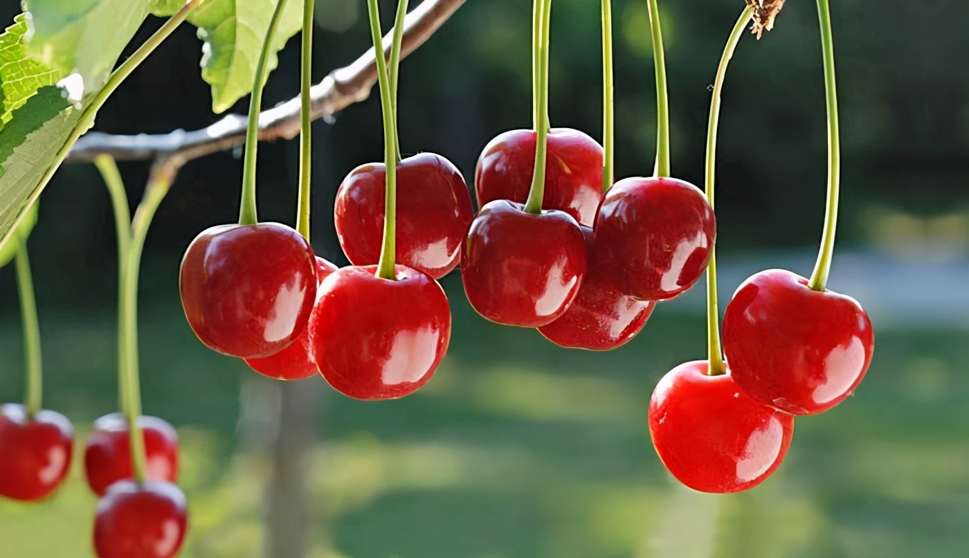 果干如何食用最好吃,果干的挑选方法和技巧