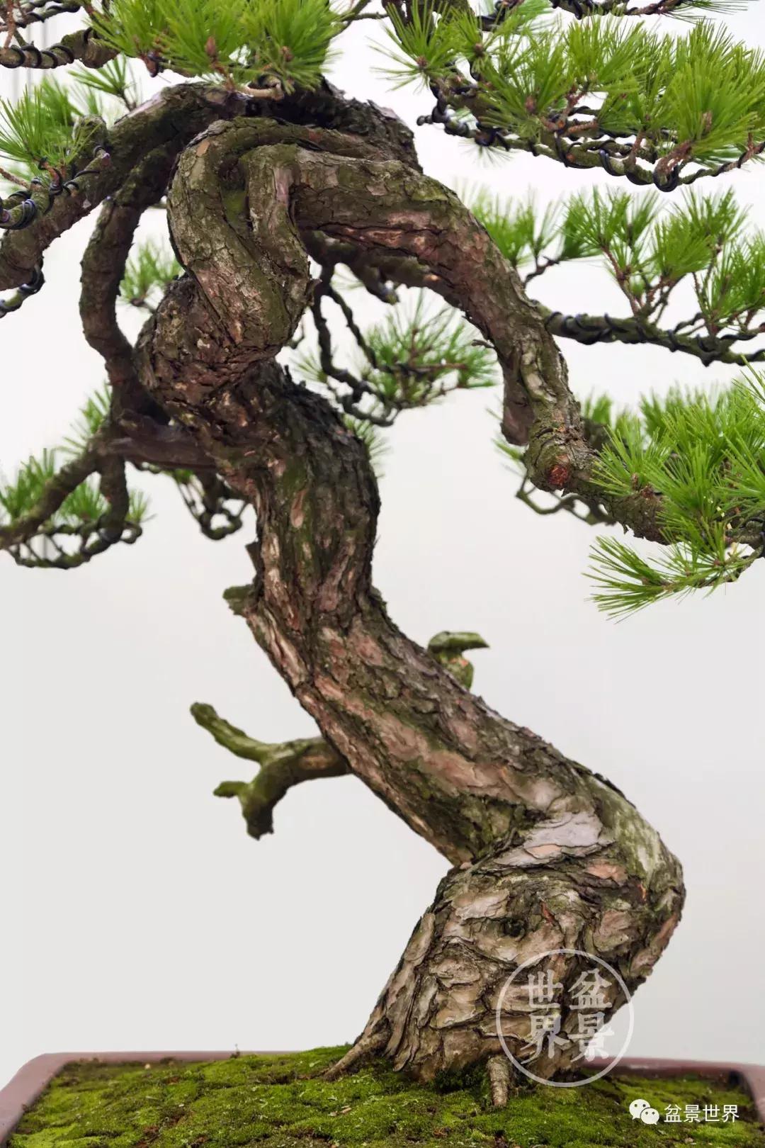 松树盆景经典大片,大斜杆式盆景得金奖作品松树