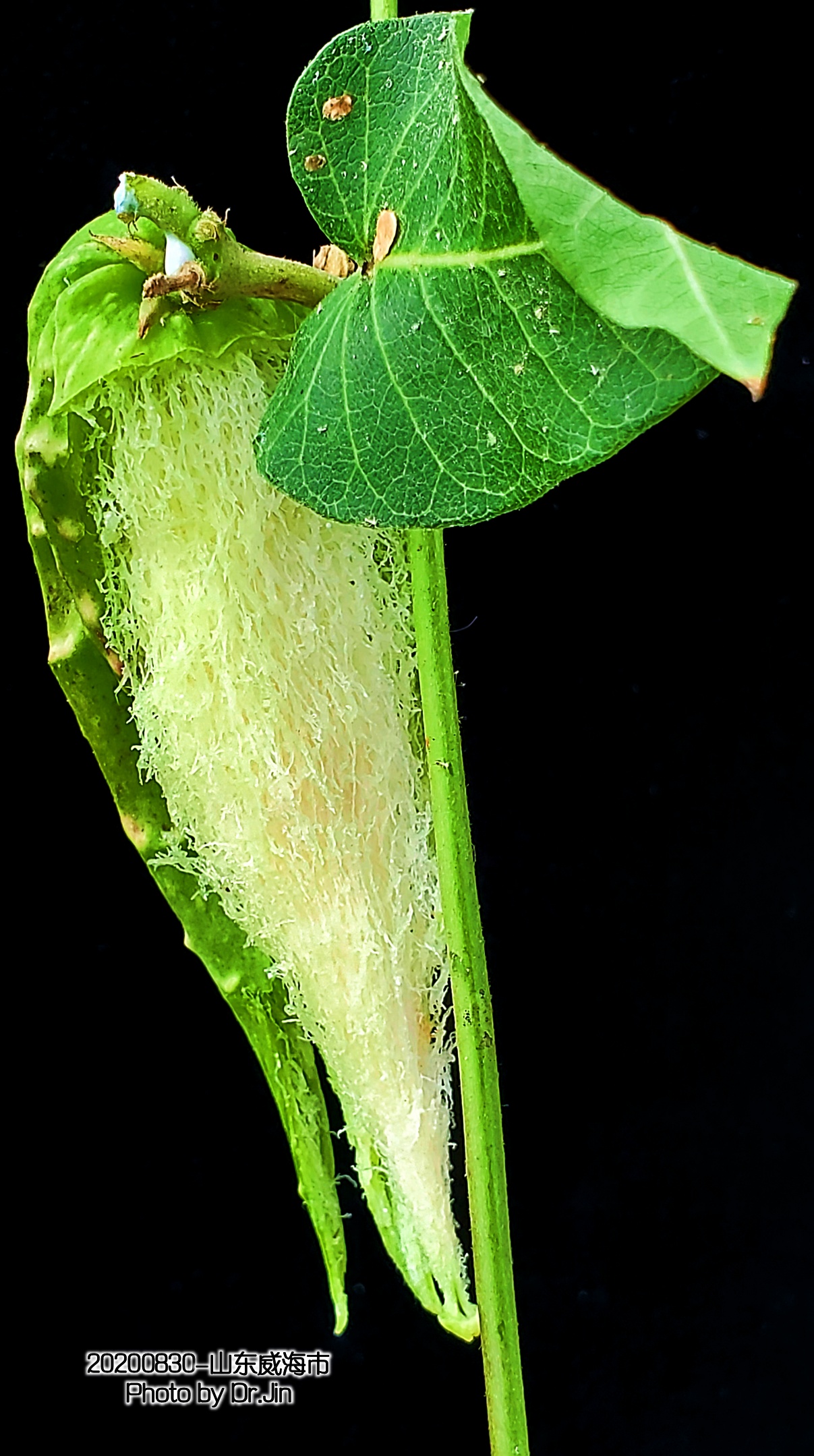 金行博览：补虚劳，益精气-萝藦