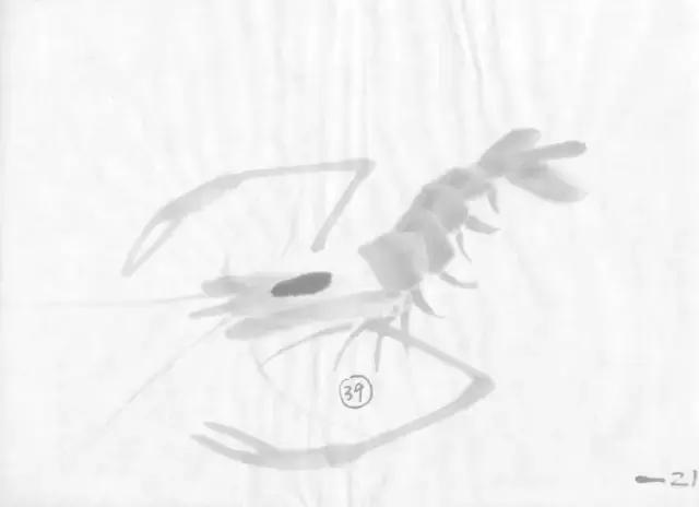 墨龙画法教程简单毛笔,河虾简笔画教程