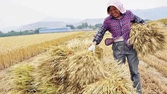 小麦九成熟，十成收，十成熟，一成丢，是什么意思？