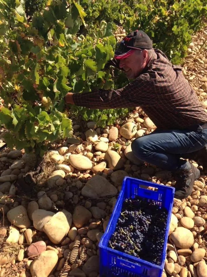 品乐Pinor：在法国葡萄园上班，就像在东北掰玉米……