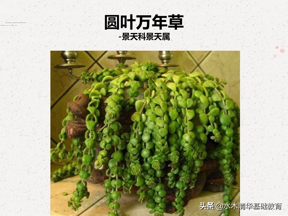 梦幻女王多肉植物百科图谱,原产地多肉植物图谱pdf