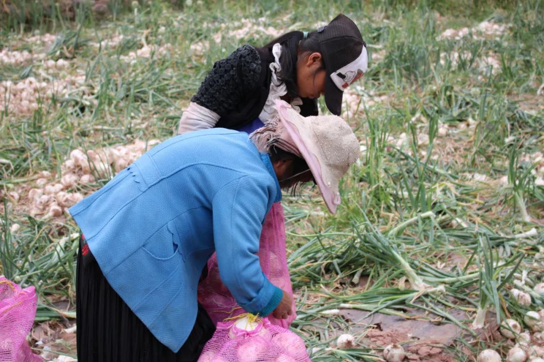 黄皮洋葱批发,黄皮洋葱今日报价