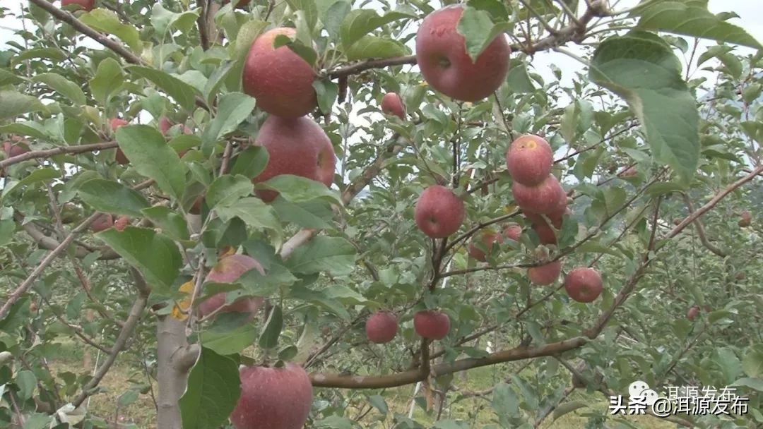 农特产品电商市场情况,农特产品电商运营