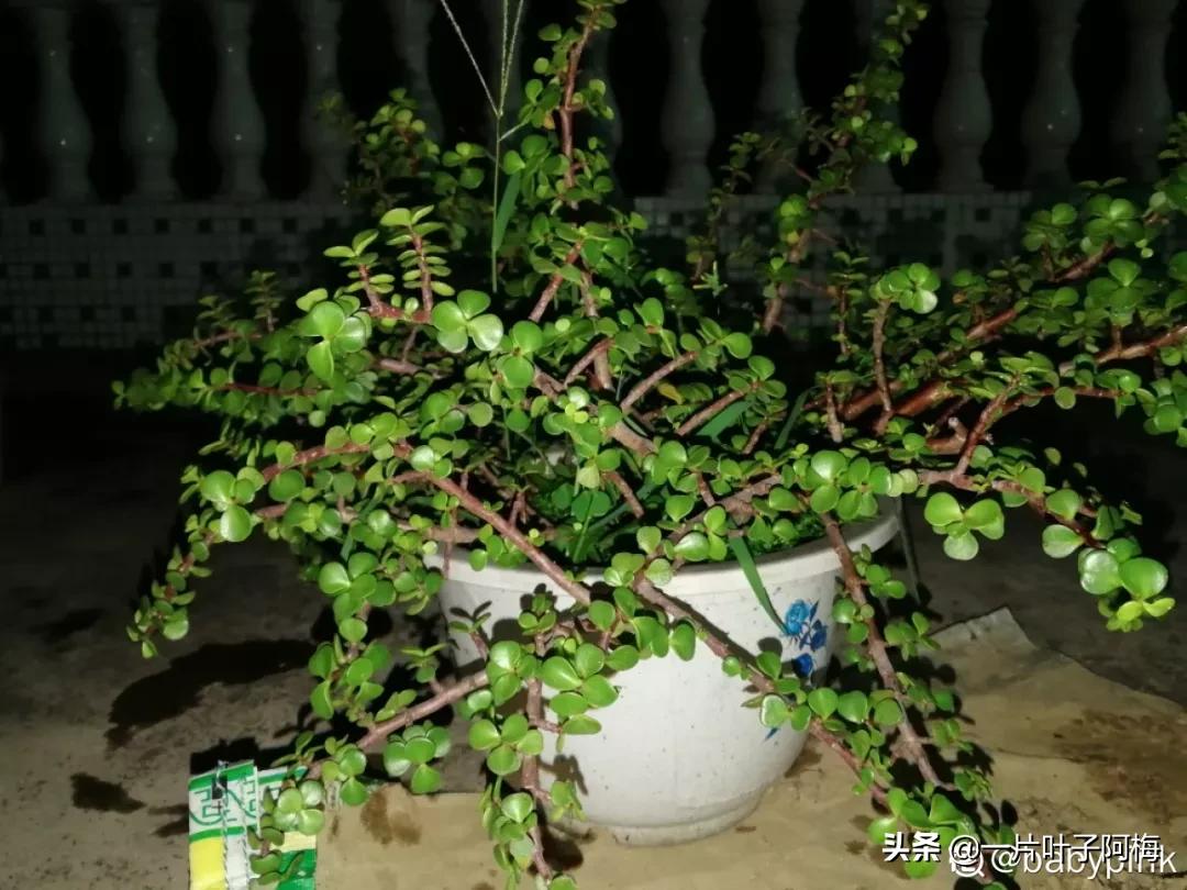 金枝玉叶干枯一碰就掉,金枝玉叶一夜之间掉了好多叶子