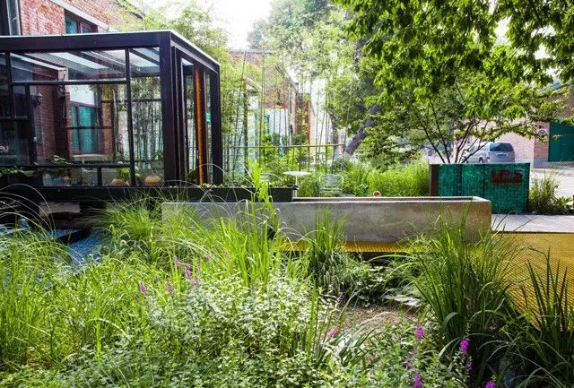 雨水花园植物区,雨水花园水生植物