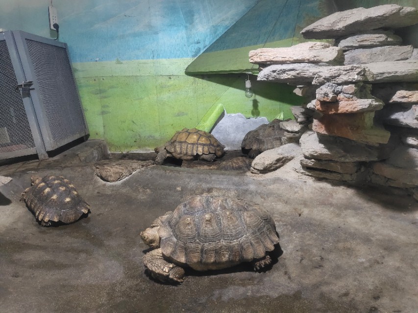 成都动物园游玩日记,成都动物园游玩心情