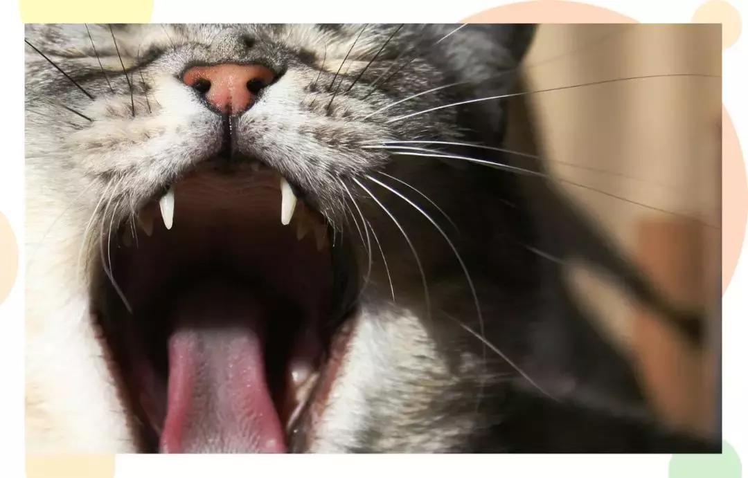 猫咪口臭去除神器,猫咪口炎