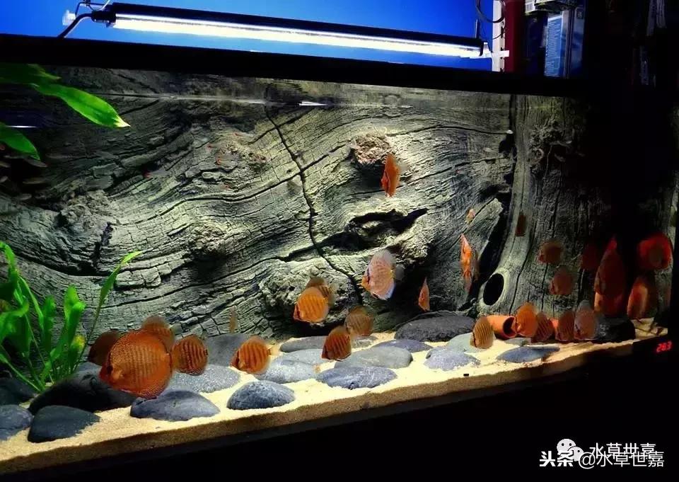 七彩神仙鱼水族箱布景,七彩神仙鱼苗繁殖技术