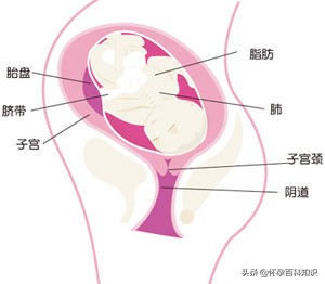 孕妈妈14周会出现的状况,孕中期13到27周注意事项