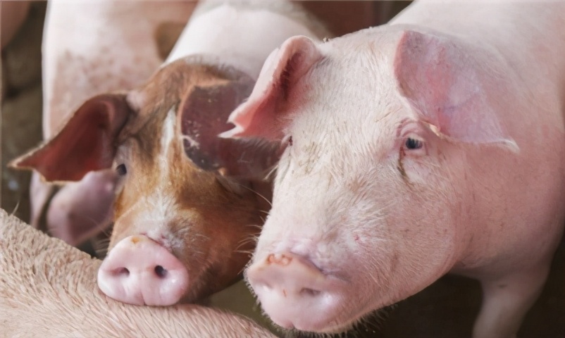 仔猪咳嗽怎么办最快最有效,猪场反复咳嗽怎么治