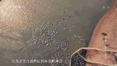 好好的螃蟹,为什么不横着走?来了解一下螃蟹界的“美味”成员