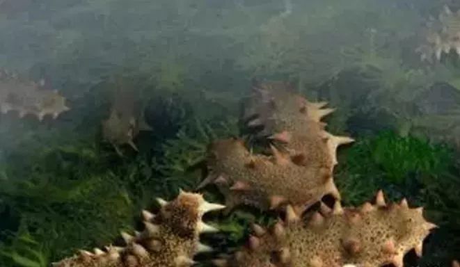 底播海参和养殖海参,底播海参和大棚海参的区别